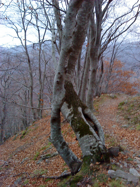 Les arbres