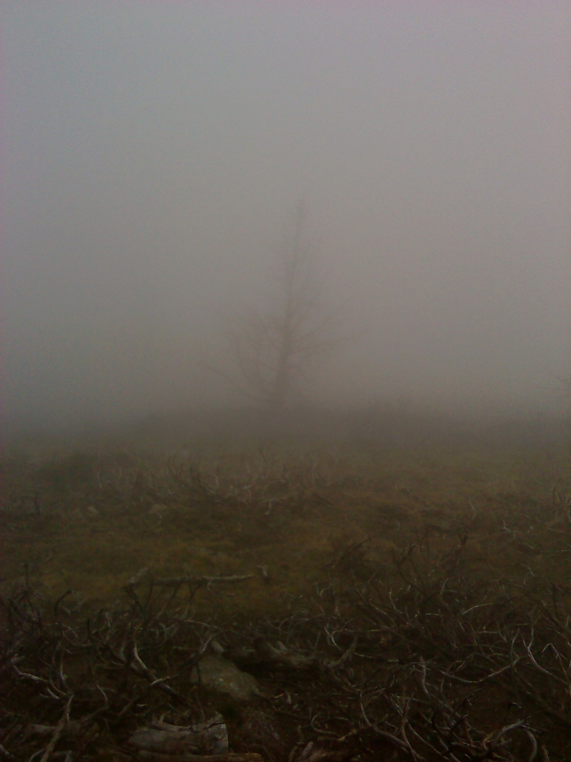 Brouillard