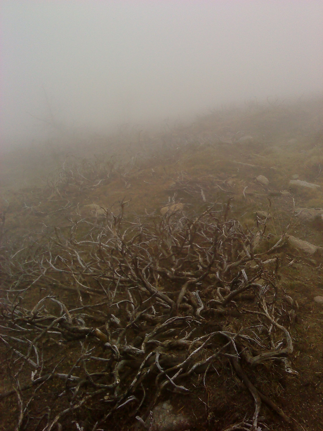 Brouillard et désolation