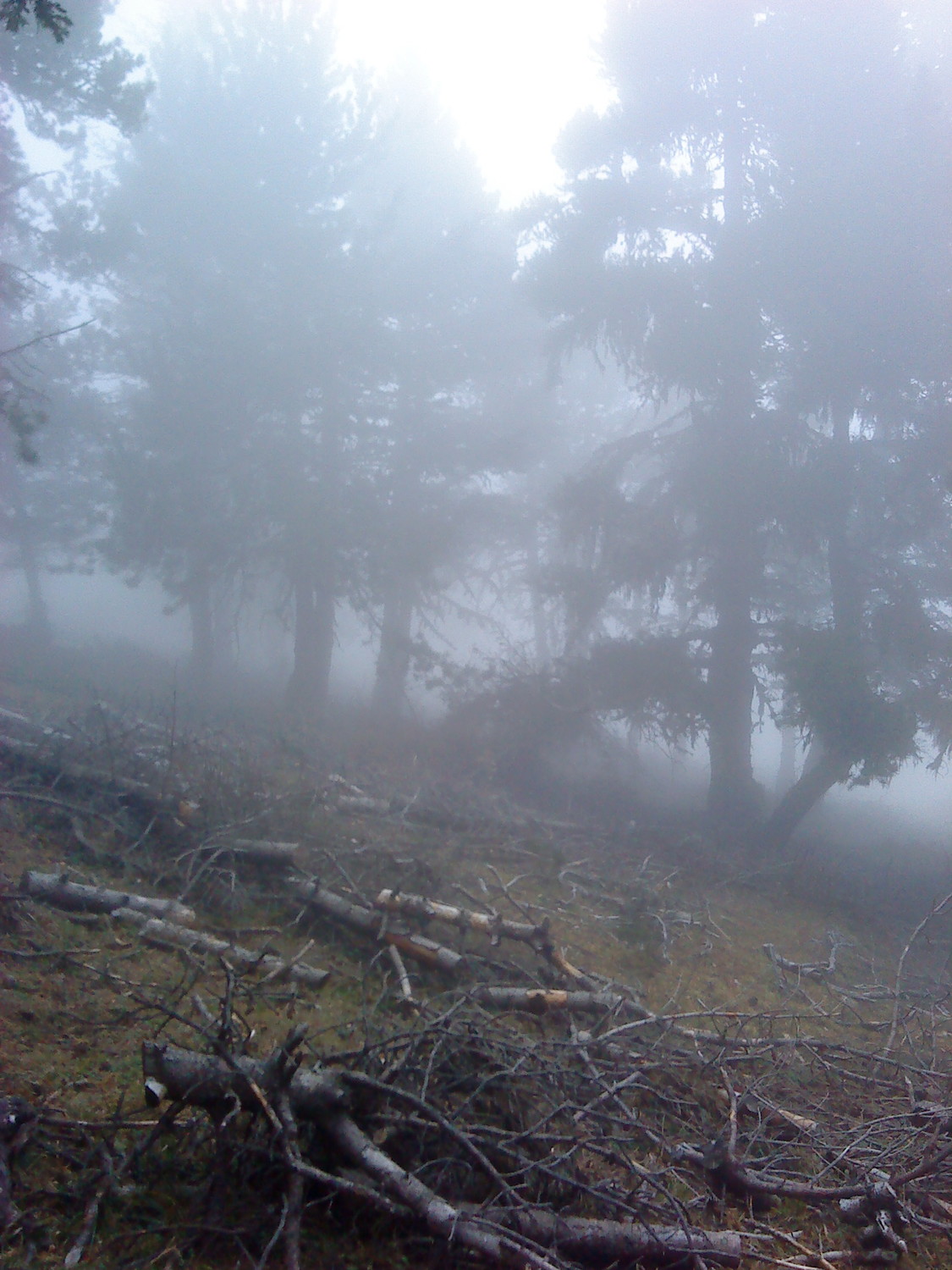 Brouillard