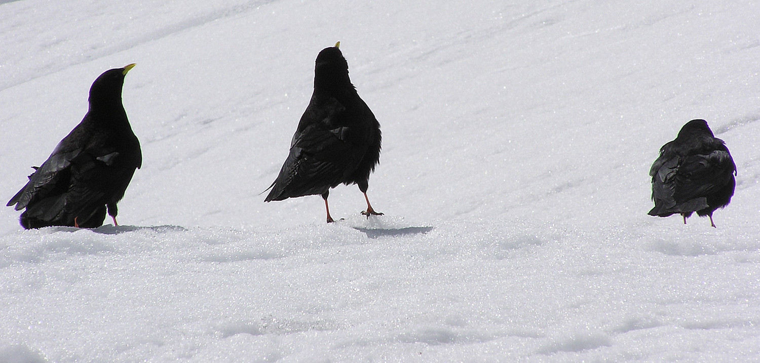 Noir sur blanc