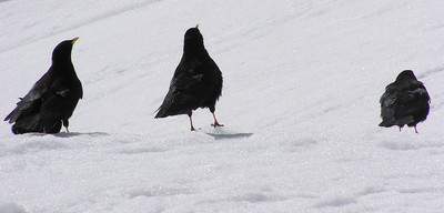Noir sur blanc