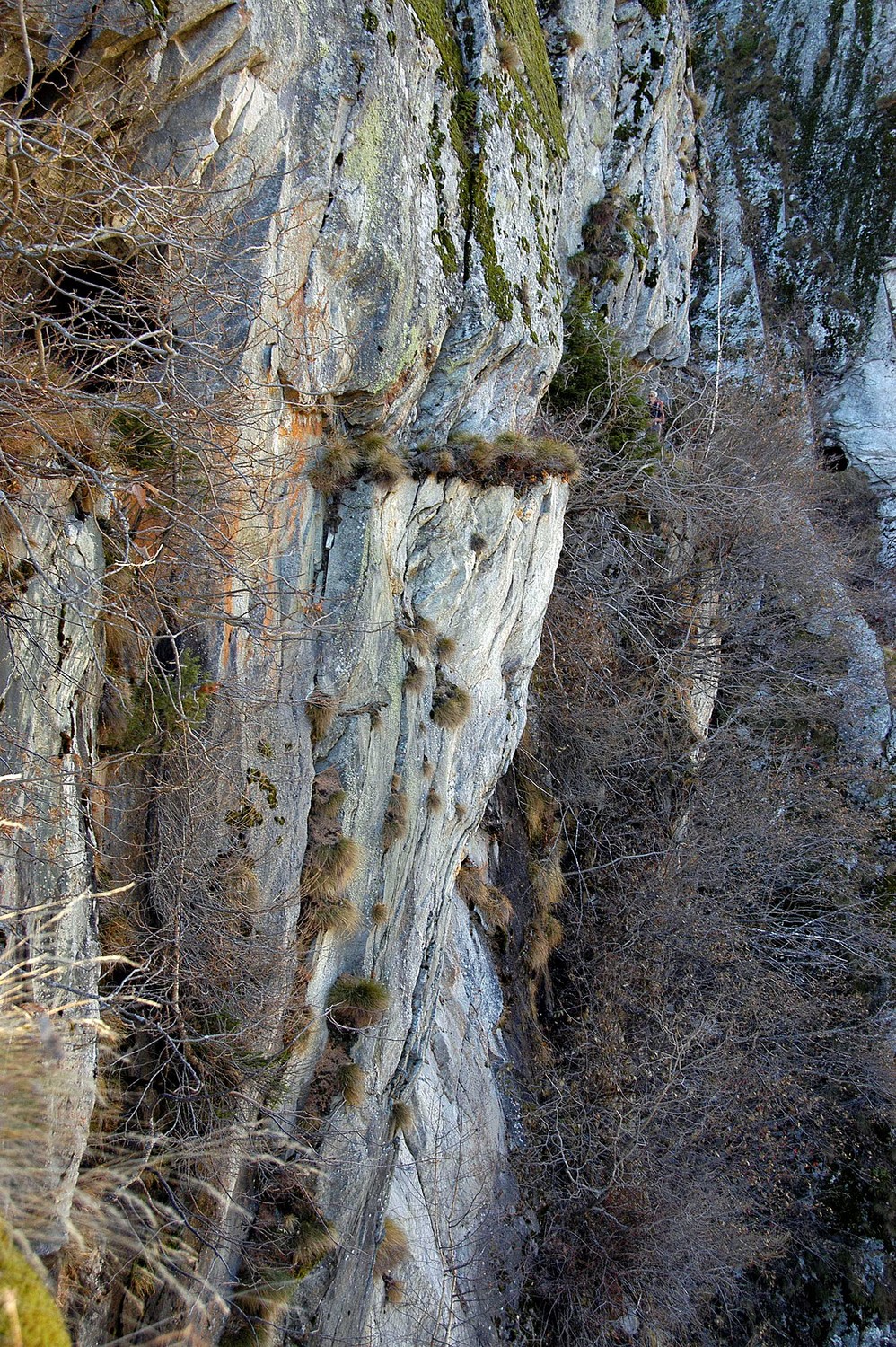 Wyssa