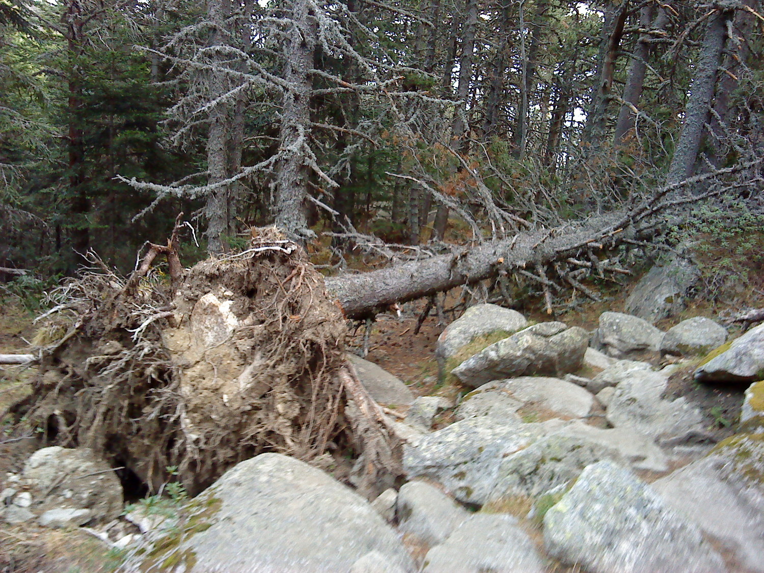 Les dégats de la tempête de janvier 2009