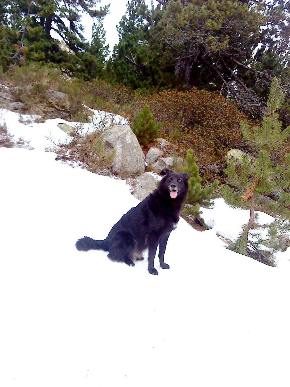 Flica in the neige