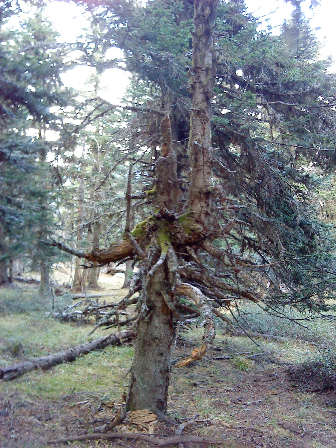 Les dégats de la tempête de janvier 2009