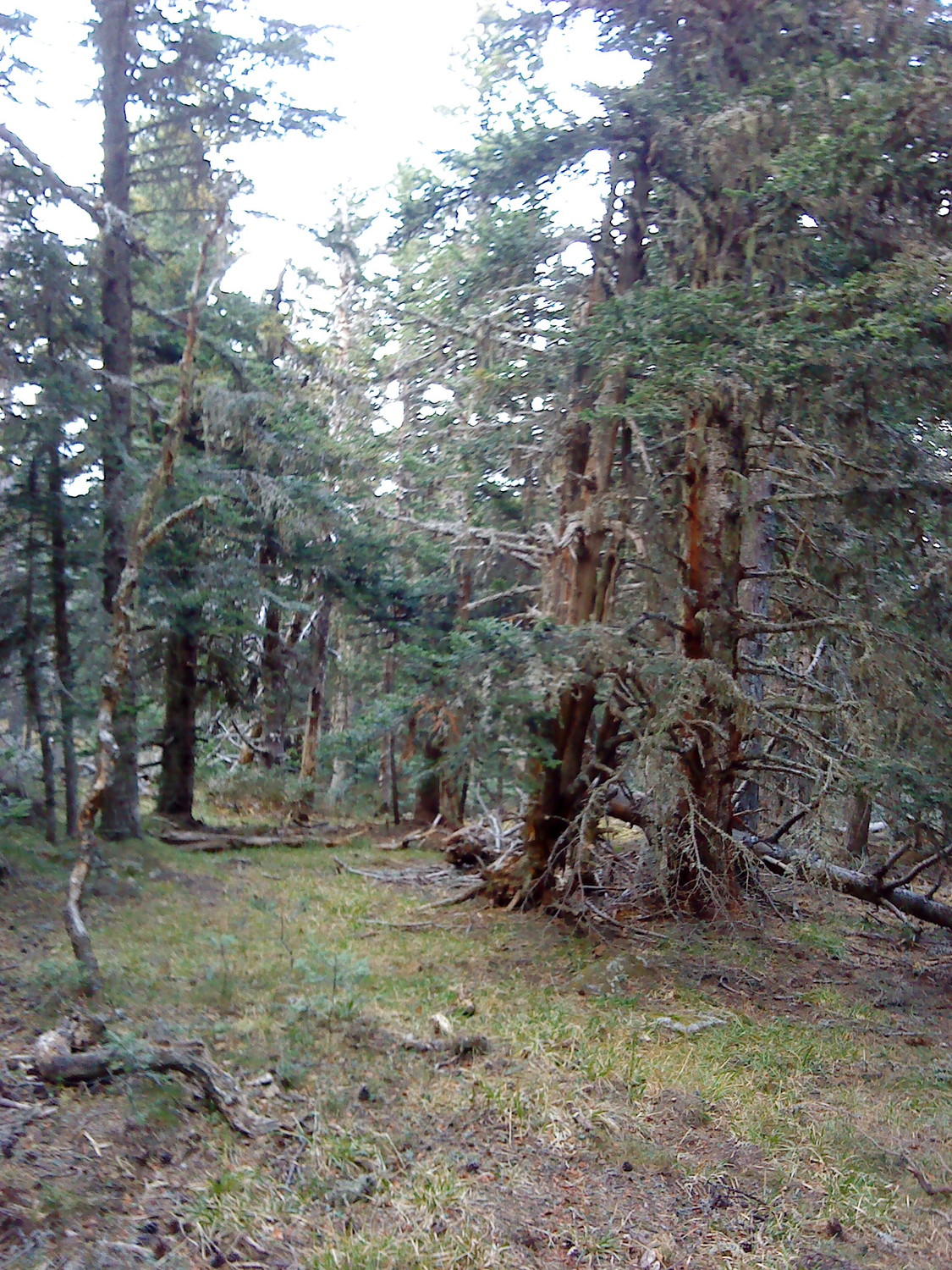 Les dégats de la tempête de janvier 2009