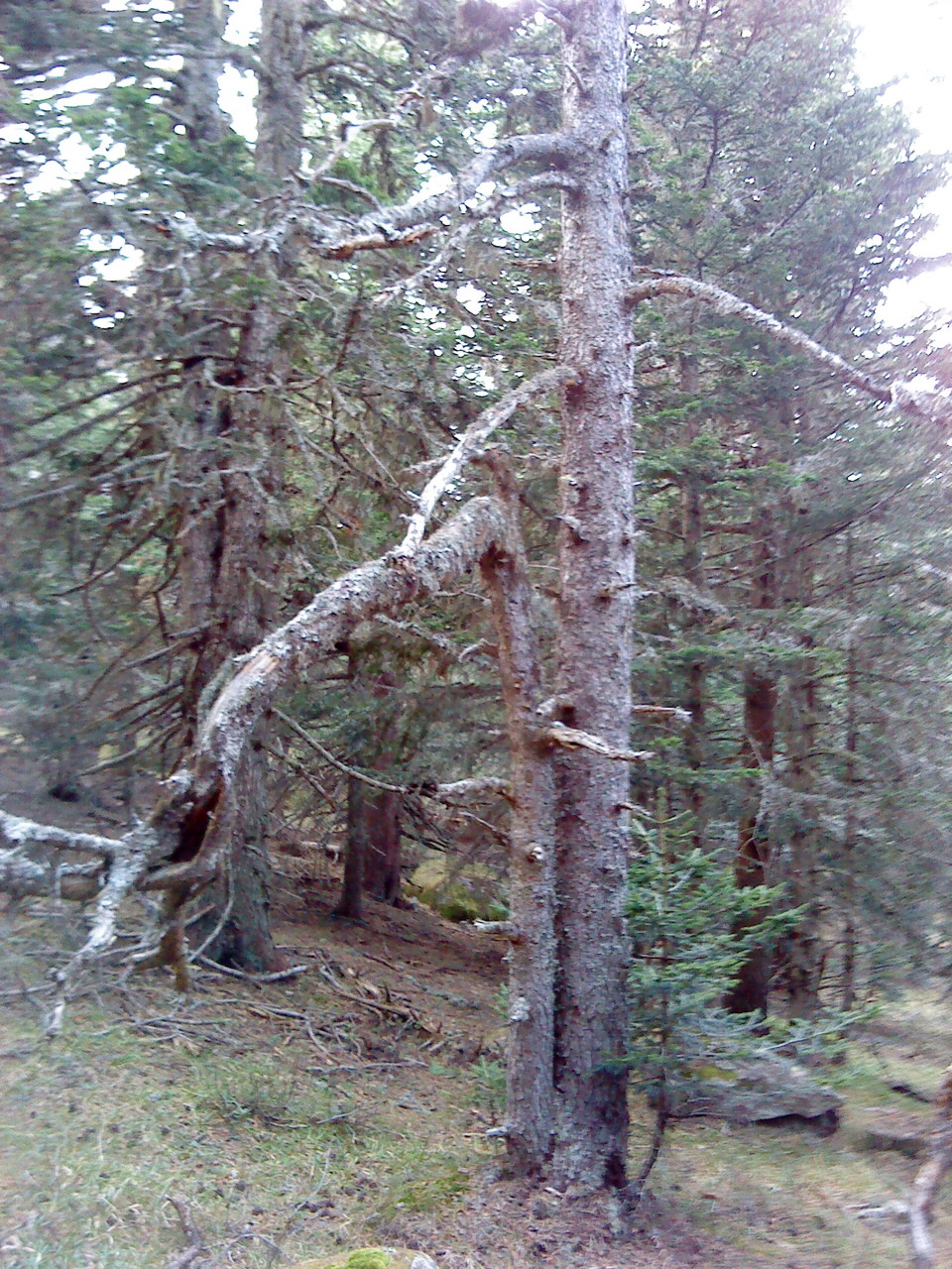 Les dégats de la tempête de janvier 2009