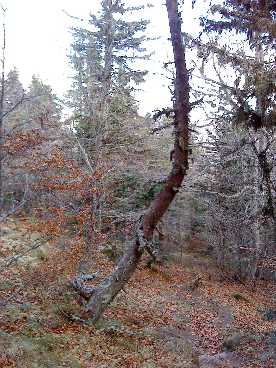 Les dégats de la tempête de janvier 2009