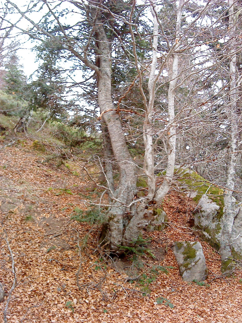 Les dégats de la tempête de janvier 2009