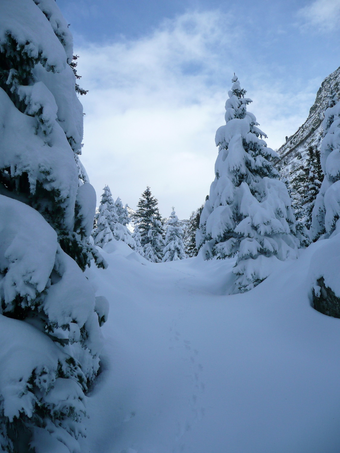 Dans la forêt : les sapins sont bien chargés