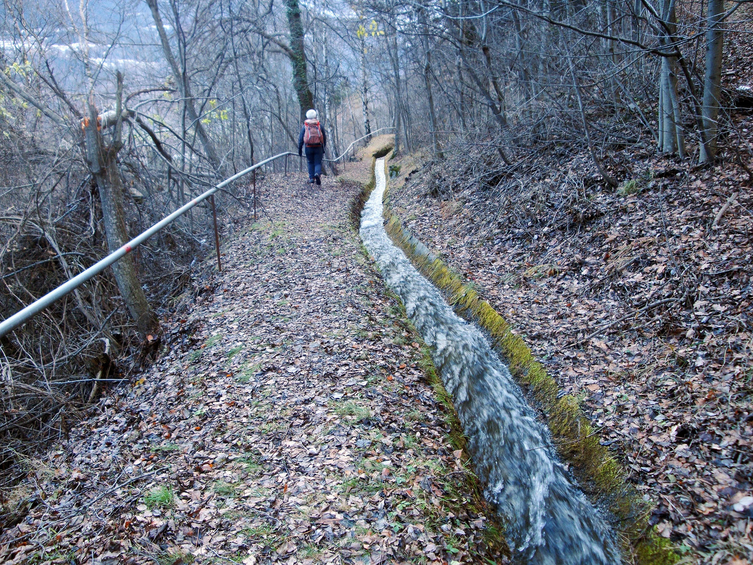 Bisse la Wiigartneri