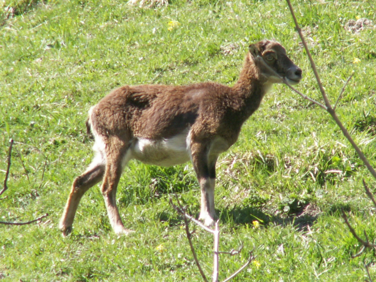 jeune mouflon