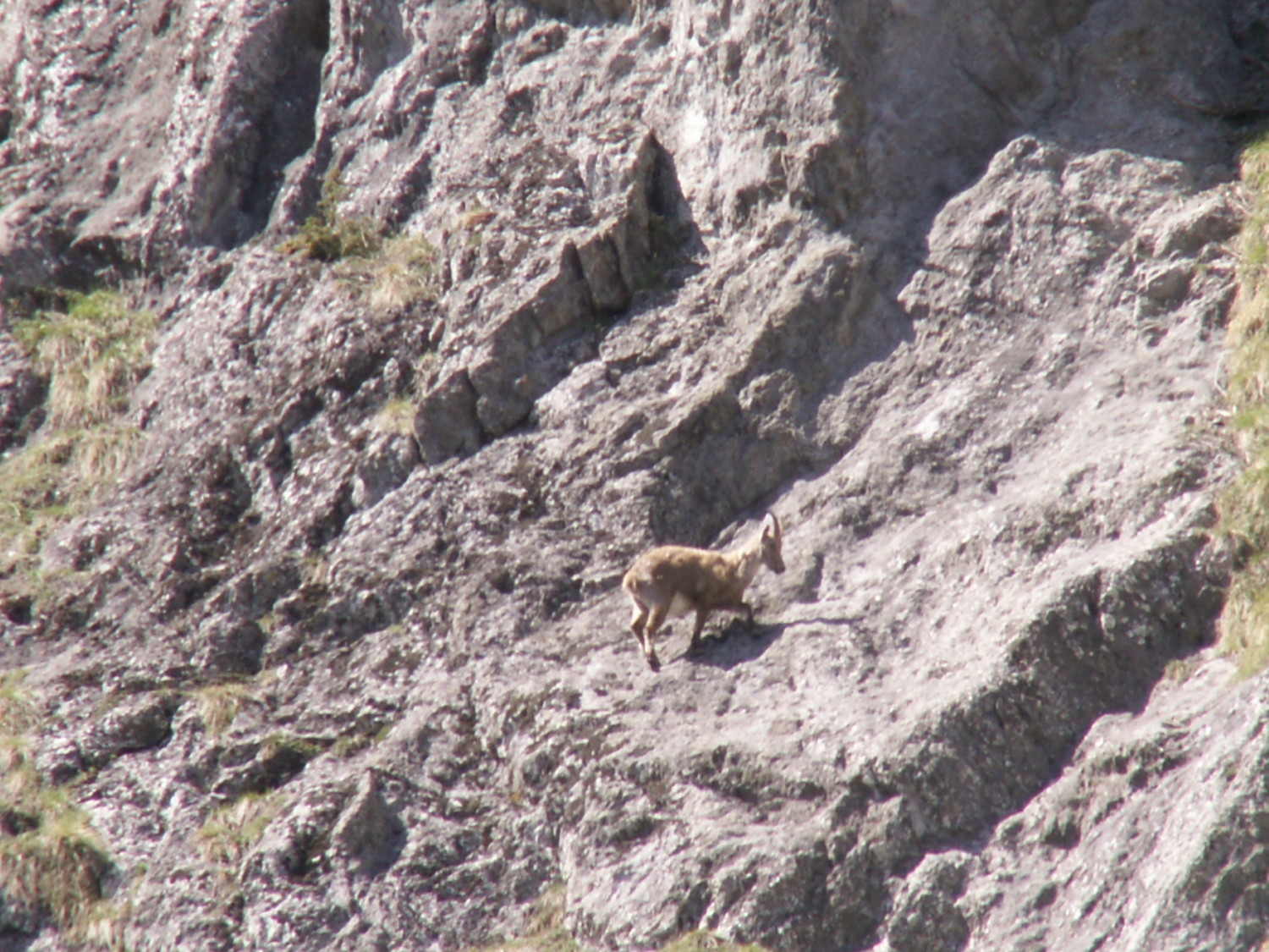 jeune bouquetin avide d'escalade