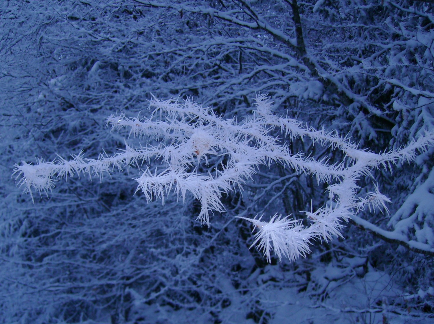 Branche avec aiguilles de glace