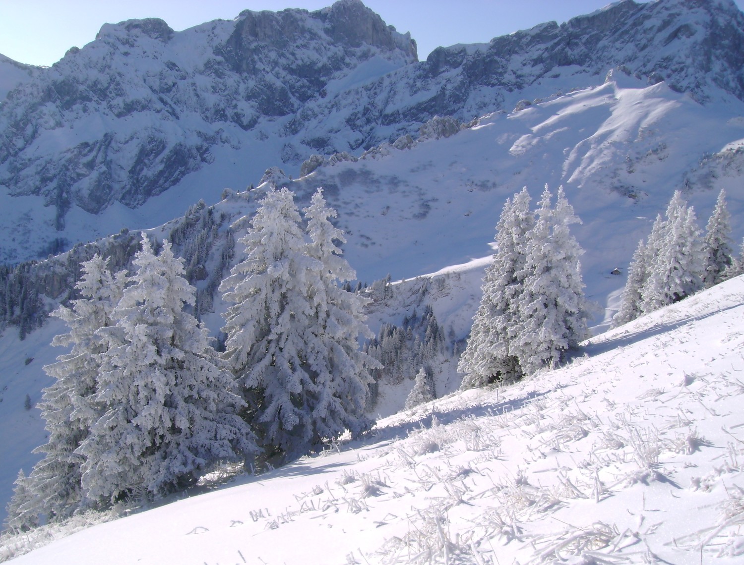 Sapins enneigés