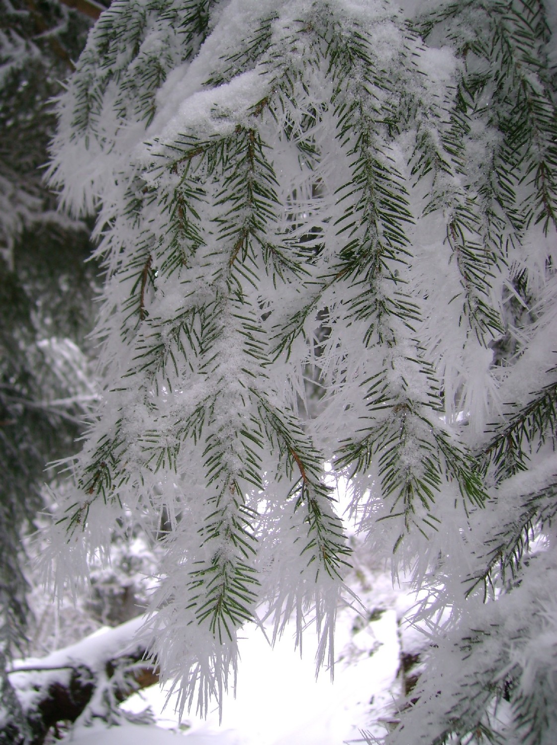 Branche de sapin avec aiguilles de glace