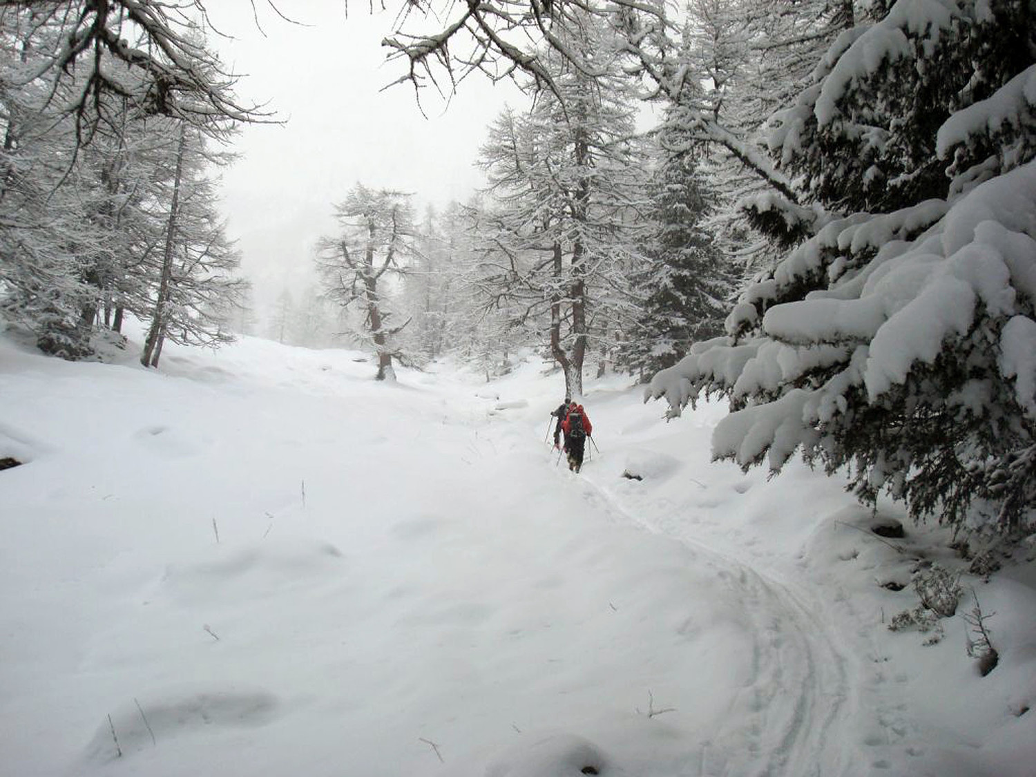 Génépi montée paisible