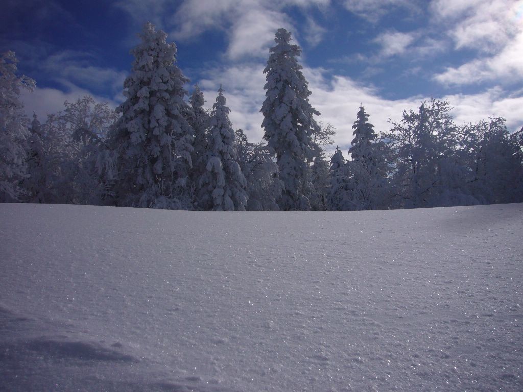 des arbres sous la neige