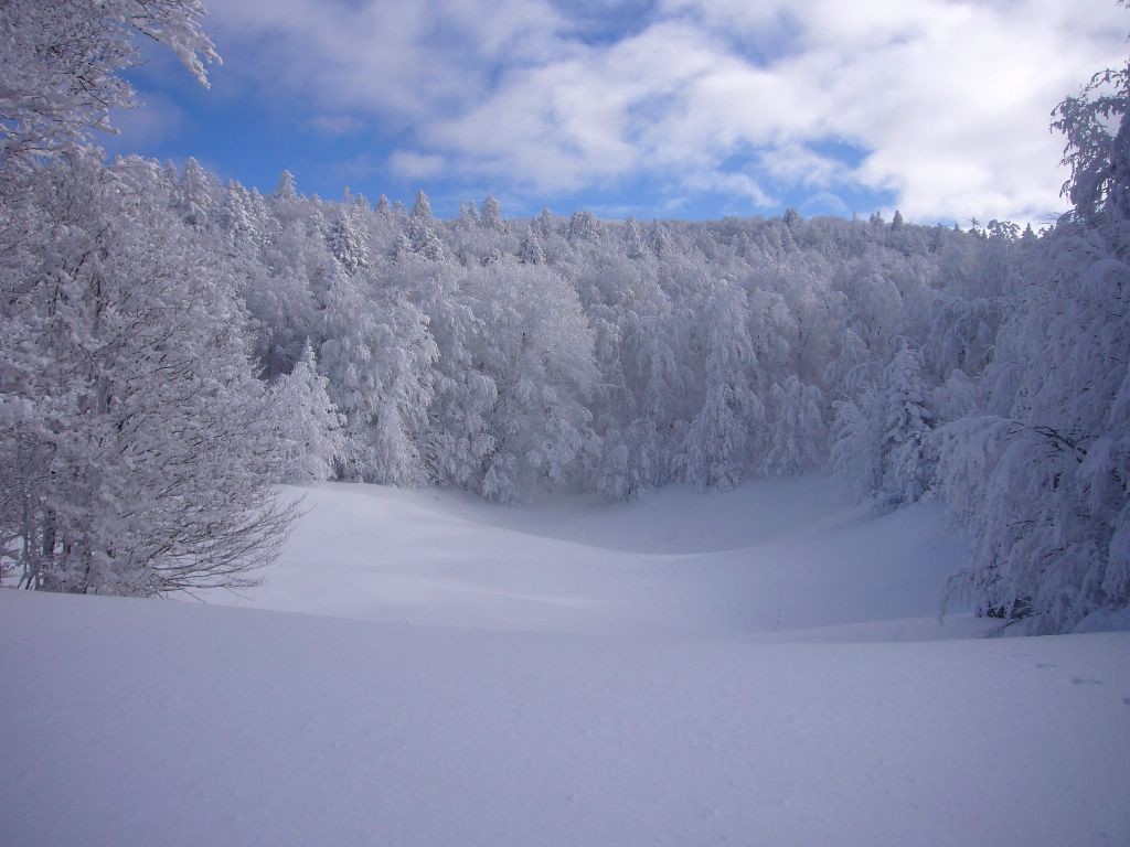 encore des arbres et de la neige