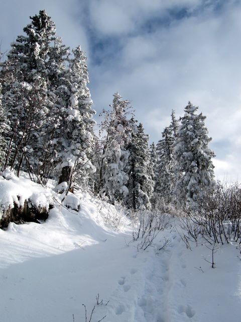Dans la forêt, ça passe si des arbres autour n'ont pas reçu toute la neige...