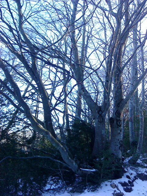 Arbre