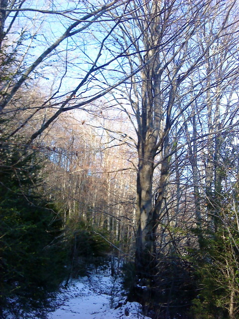 Arbre