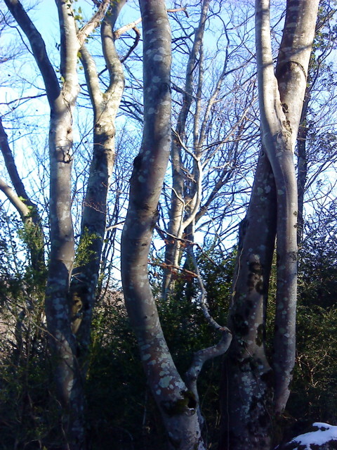 Arbre