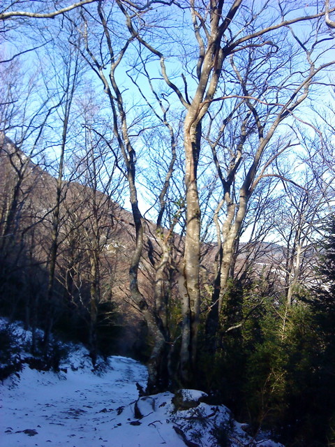 Arbre