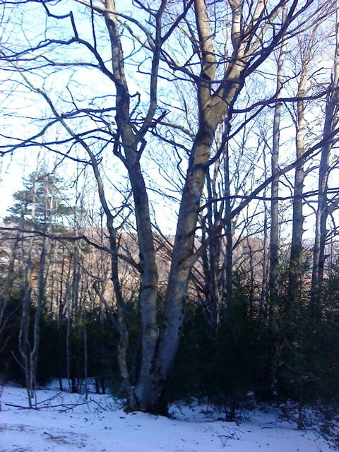Arbre