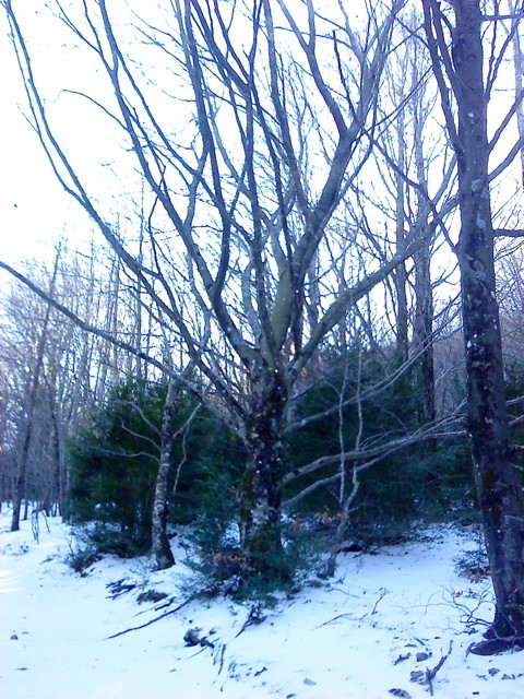 Arbre