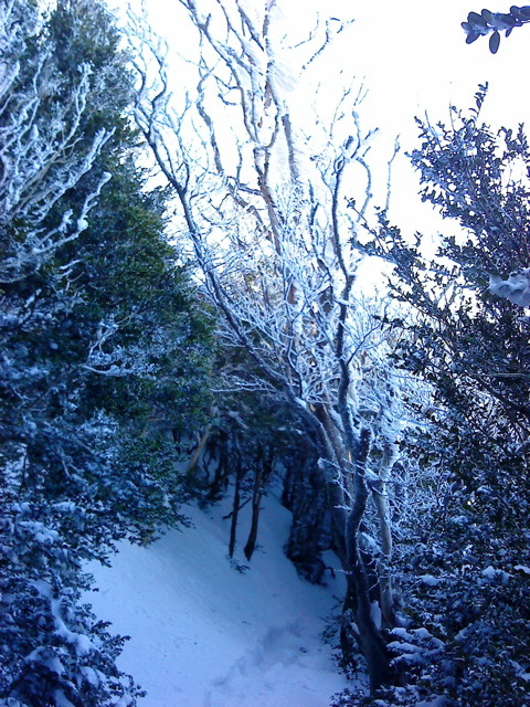 Les arbres givrés