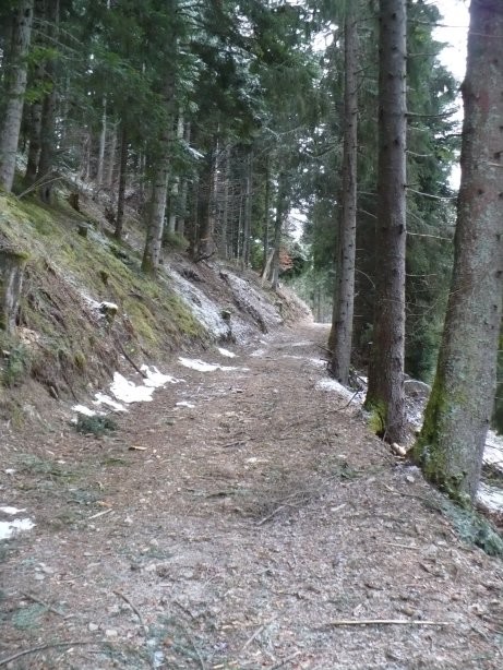 pas un brin de neige sur le chemin forestier