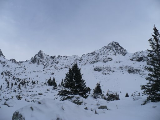 arêtes du pin