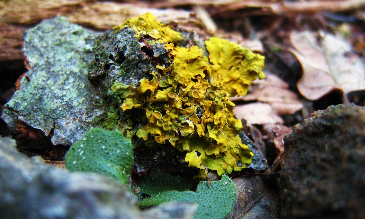 lichen