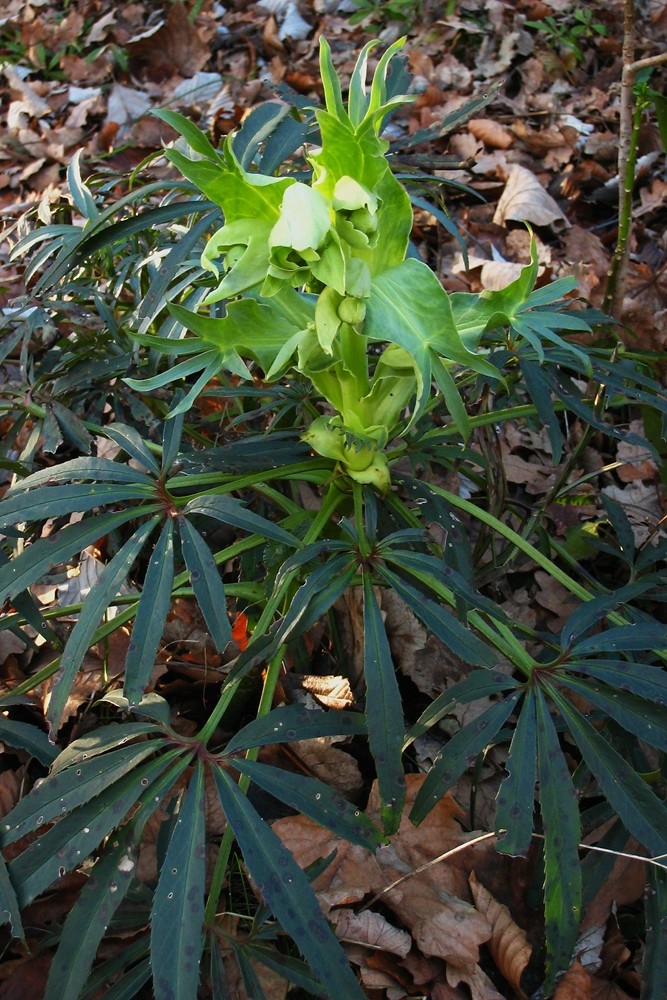 hellébore