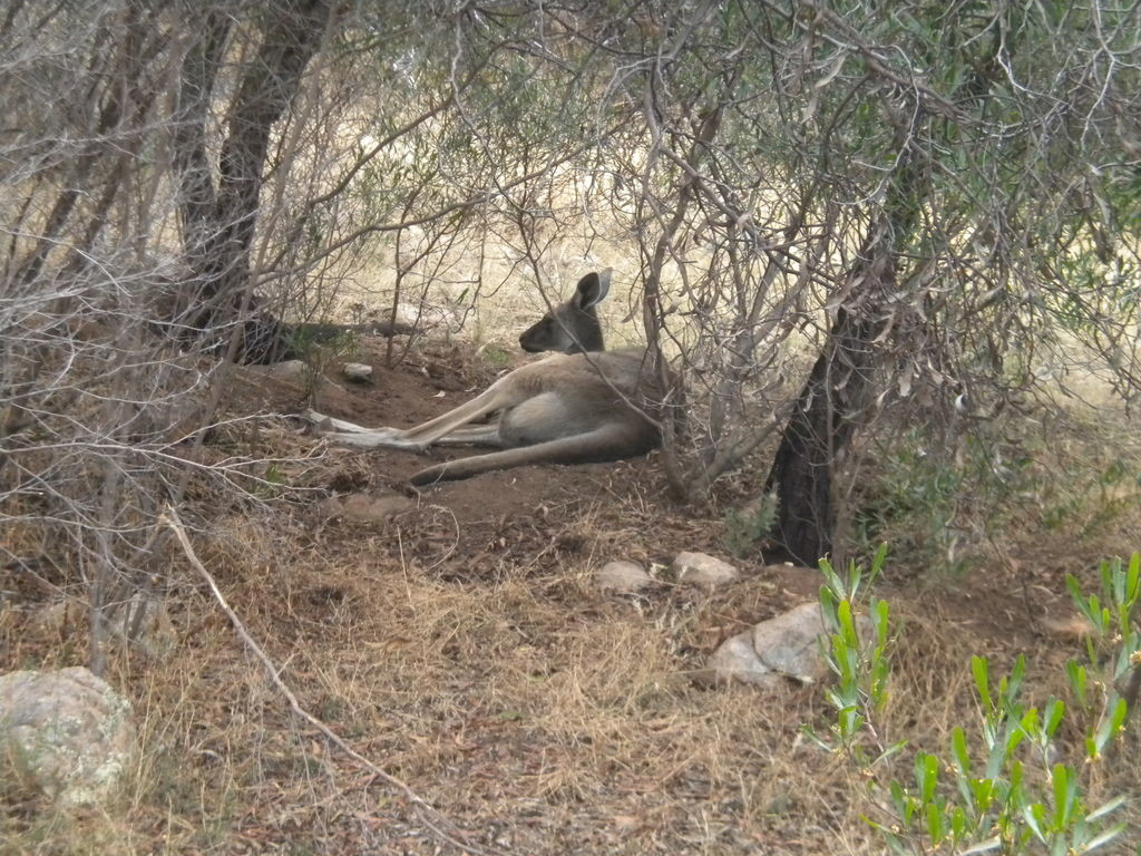 La faune locale...