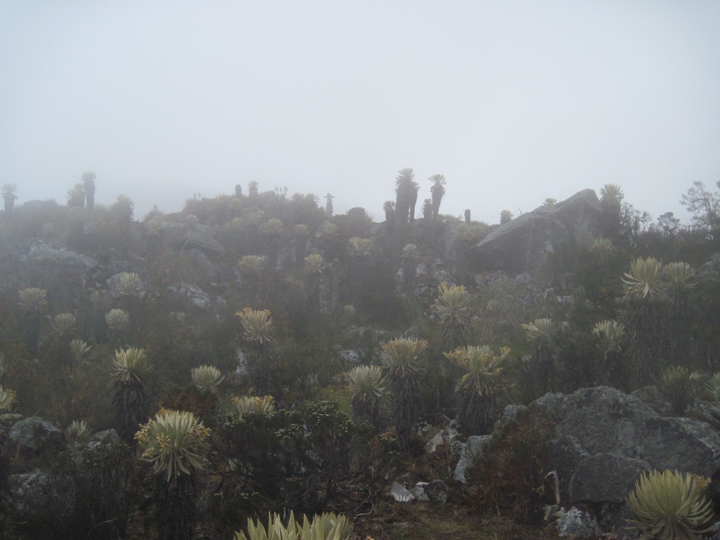 Frailejones dans le brouillard