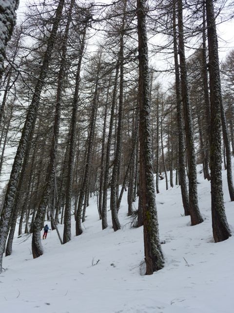 Forêt