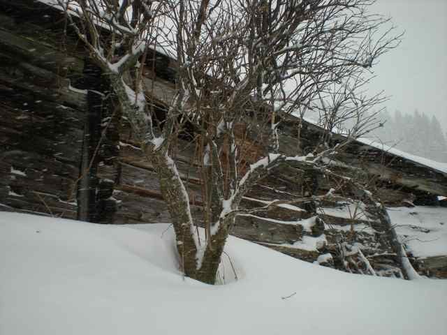il neige sur le Tirol