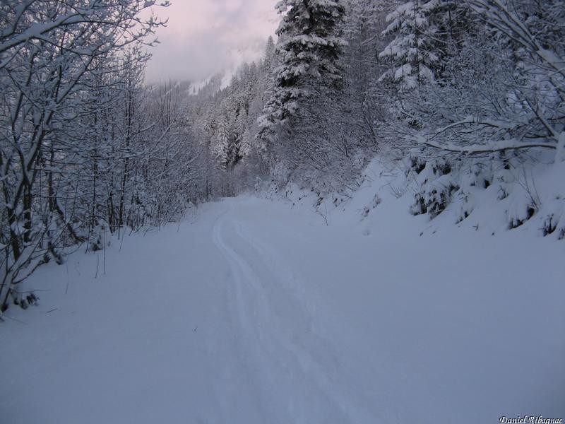 Descente par la route faute de neige en forêt