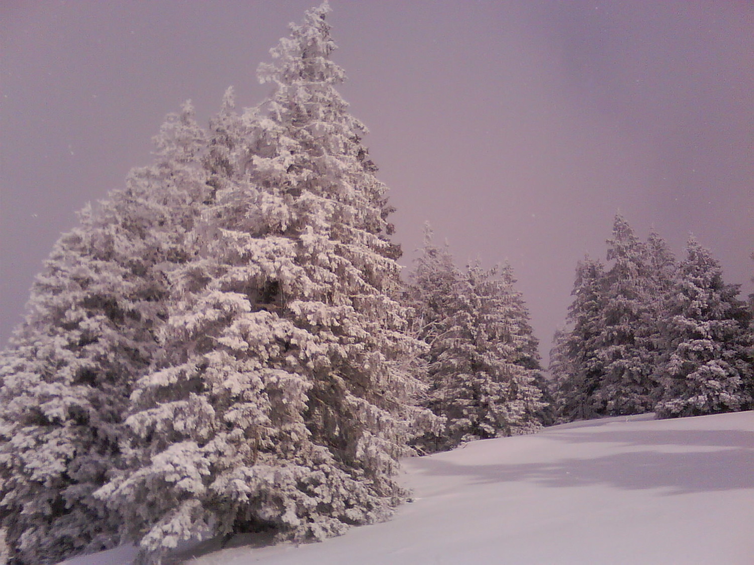 Sapins enneigés à l'ouest du Gislibüel