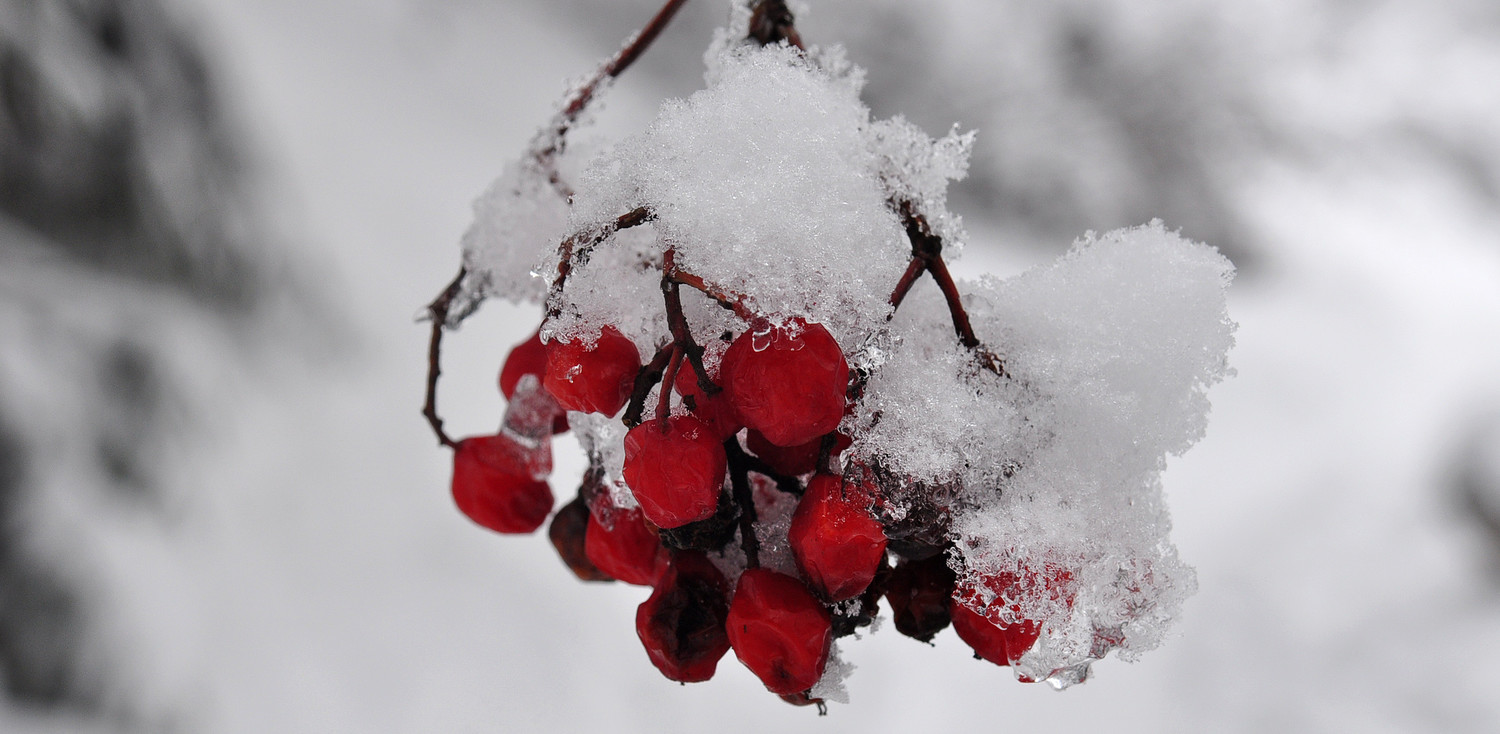 fruits rouges