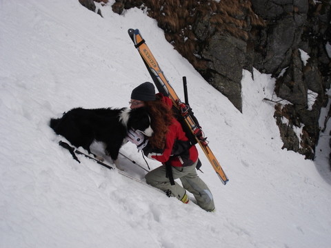 martinsw pas por les chiens