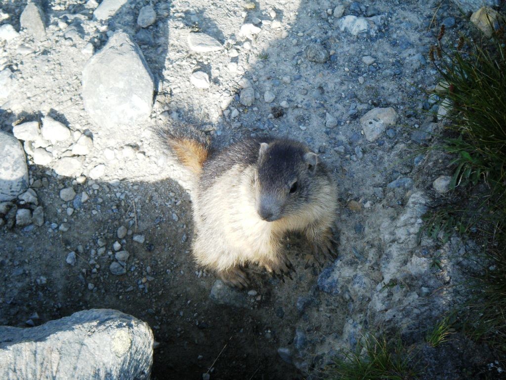 Marmotte