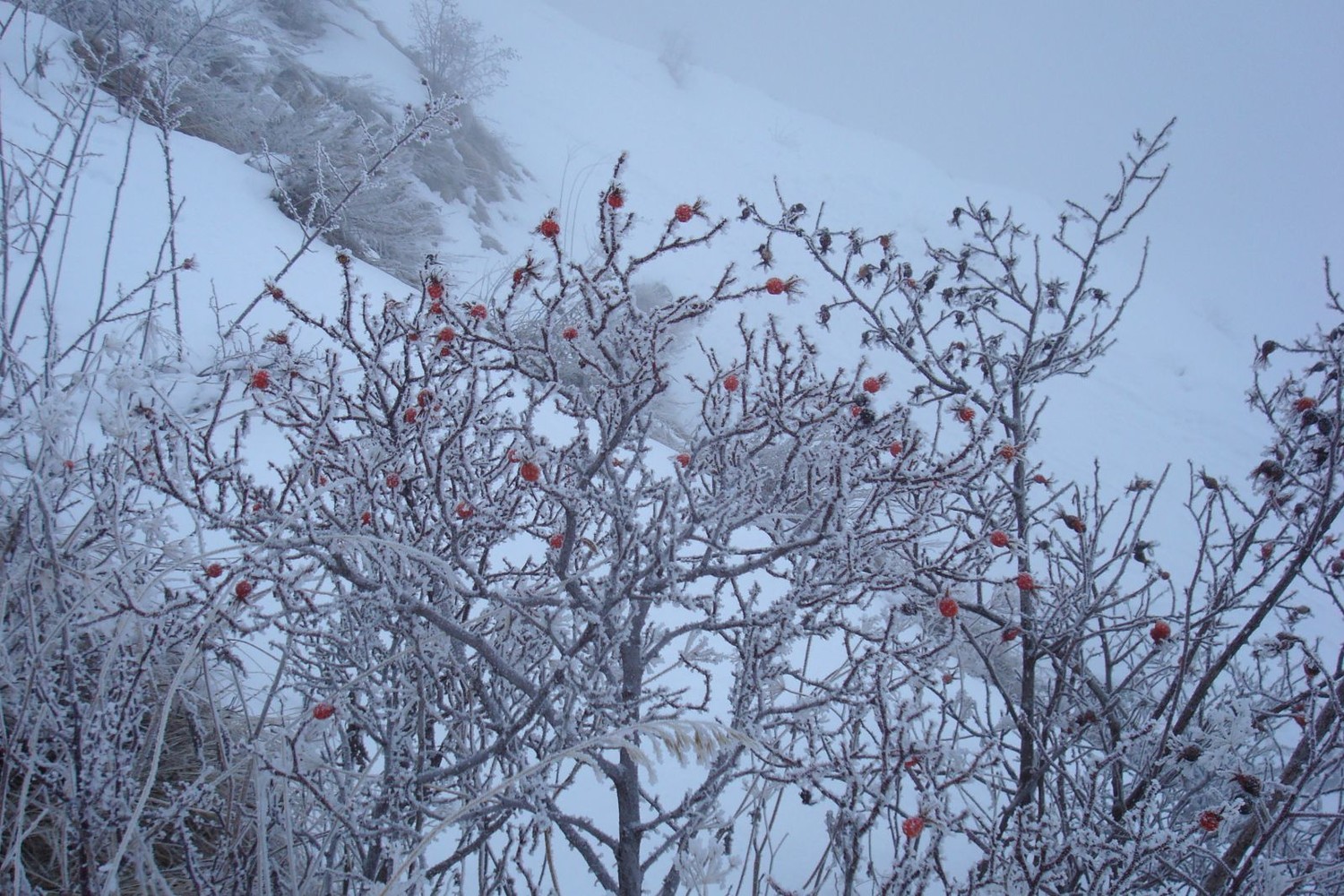 Givre sur les églantiers