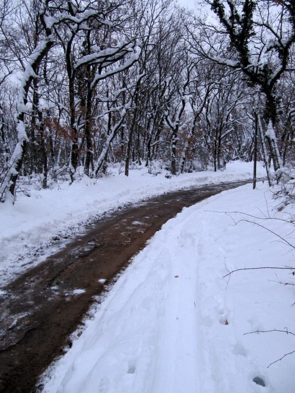 Le long de la route au dessus des Vouillants : une trace se poursuit miraculeusement le long de la route !