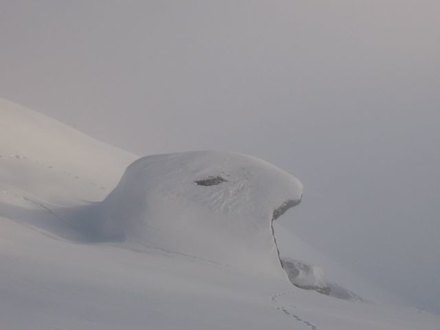 Marmotte?