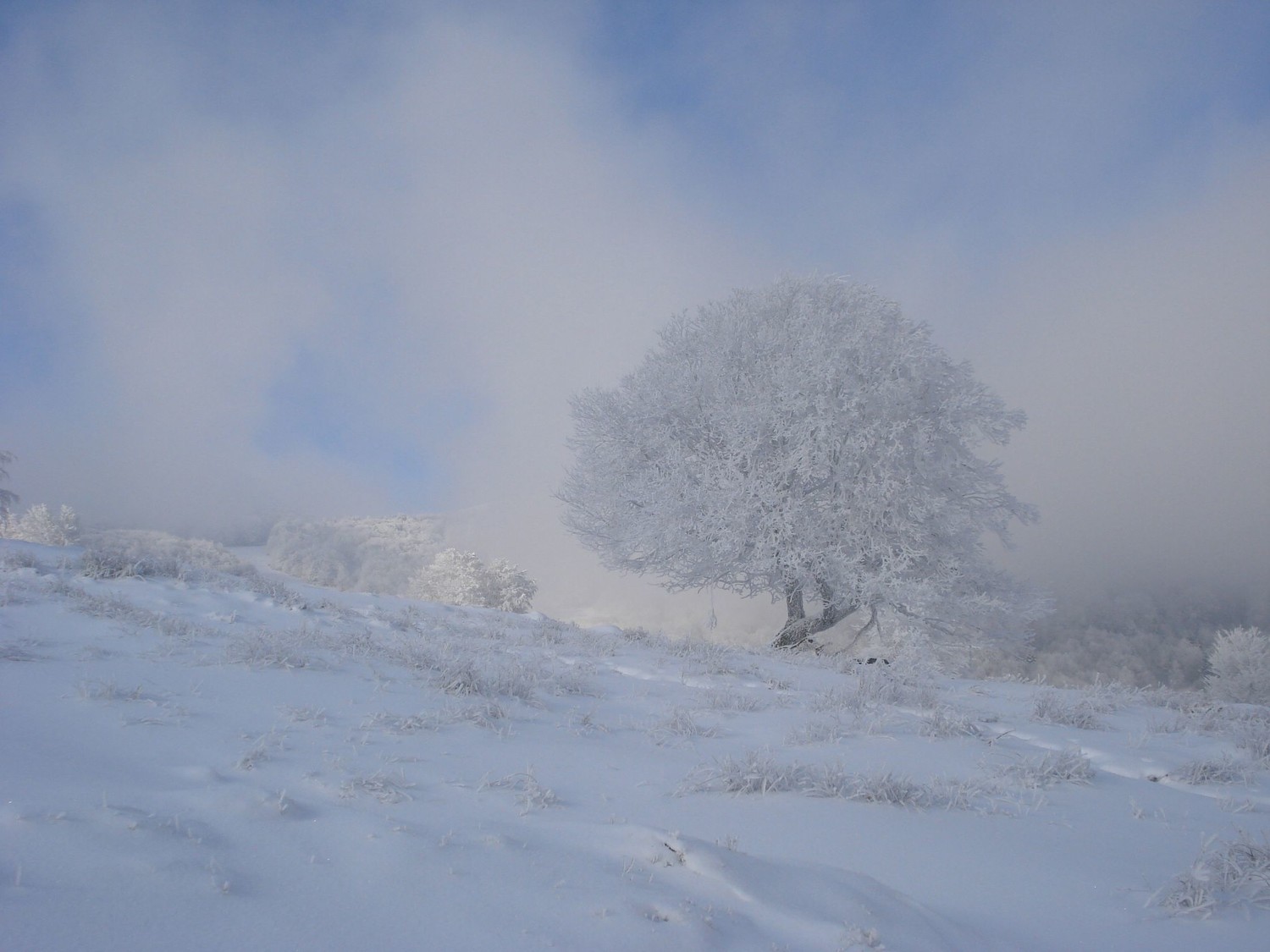 Montée au Grand Ballon, vers 1100m