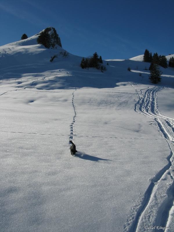 A la descente il faut bien attendre le chien. Sous le sommet du Pt1725